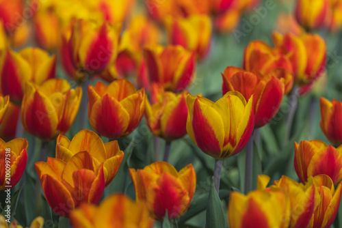 Bicolored red and yellow tulips in sunny day fully open with green background close up
