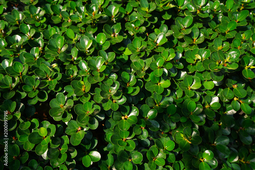 A lush, vibrant cluster of small, rounded green leaves in bright sunlight.
