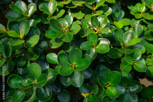 A top-down view of vibrant, rounded green leaves growing in a dense cluster.
