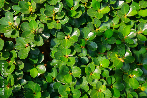 A top-down view of small, waxy green leaves forming a dense and healthy hedge.