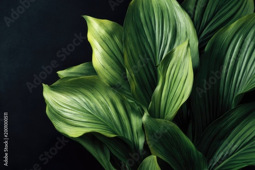 Close-up of vibrant green leaves on dark background