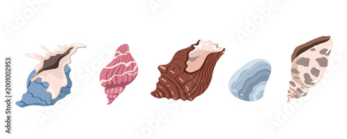 A collection of various beautiful seashells isolated on a white background. For marine-themed designs, summer projects, beach concepts, and decorative elements.