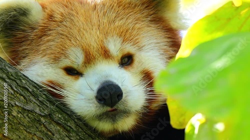 Red panda resting on a mossy tree branch and looking curiously at the camera through vibrant green leaves 120fps 4K Slow Motion Captured in Cinematic High-Detail Wildlife Clip