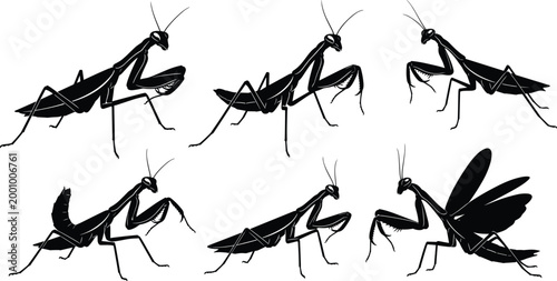 Praying Mantis Silhouette Collection Vector Set Featuring Different Insect Poses Side View Predator Bug Outline Wildlife Nature Illustration Elements