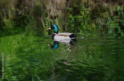 Stockente, Erpel mit Spiegelbild auf der Sülz in Rösrath.