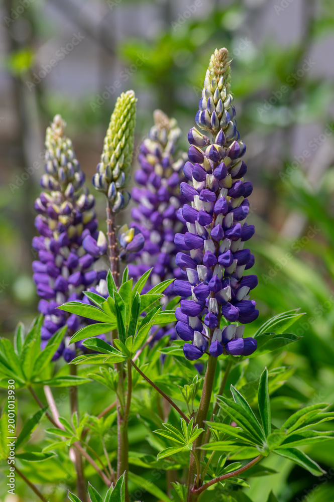Fototapeta premium Lupinus polyphyllus large leaved lupine flowers in bloom, white blue flowering tall ornamental wild plant, green leaves
