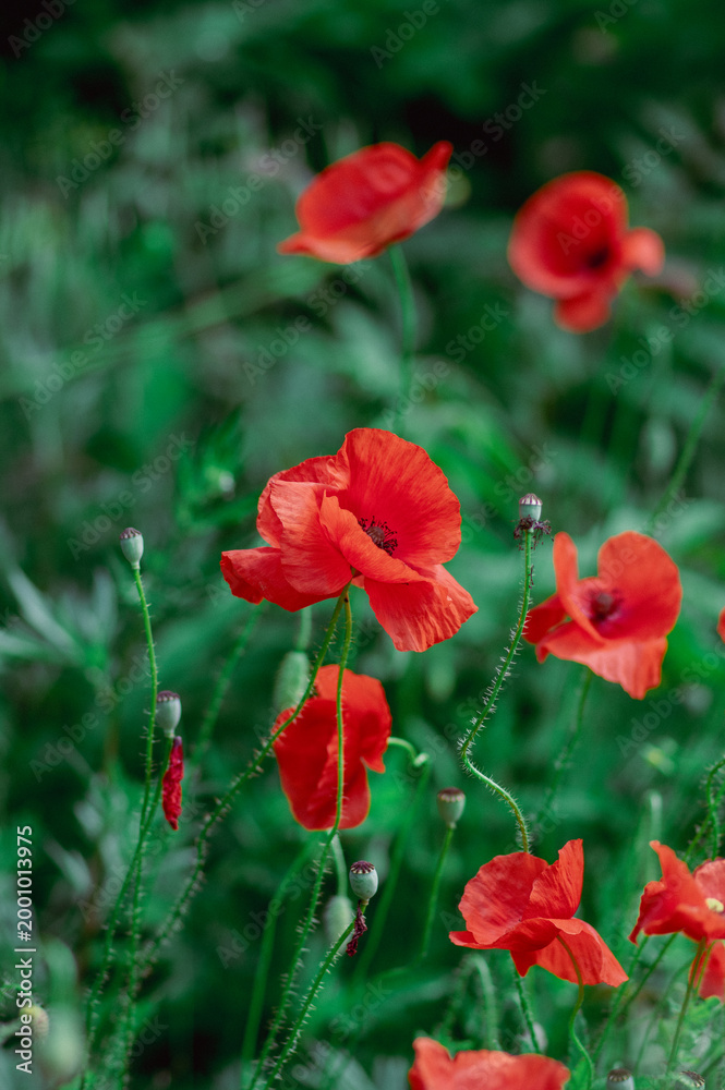 Fototapeta premium Papaver rhoeas common poppy seed bright red flowers in bloom, group of flowering plants on meadow, wild plant
