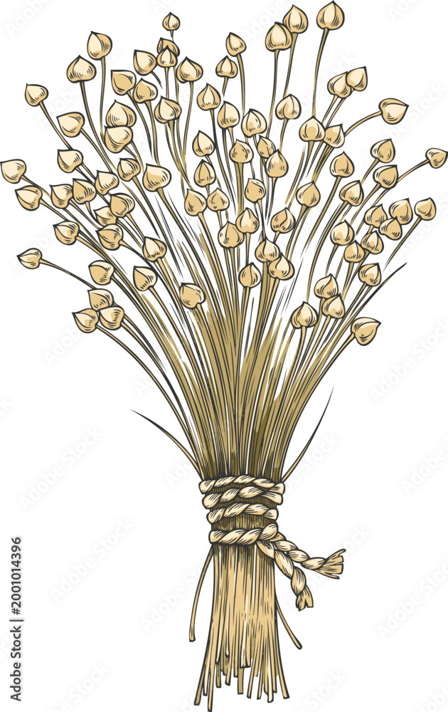 Obraz premium Dry flax seed in sheaves vector sketch, superfood foliage tied with a rope, Linen condiment or seasoning seeds bundle