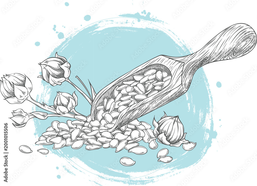 Naklejka premium Flax seeds in wooden scoop with stems vector sketch, superfood, engraved hand drawn Linen cereal crops grains harvest