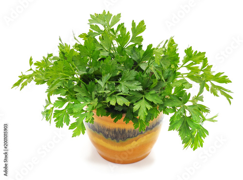 Fresh green parsley in a ceramic pot.
