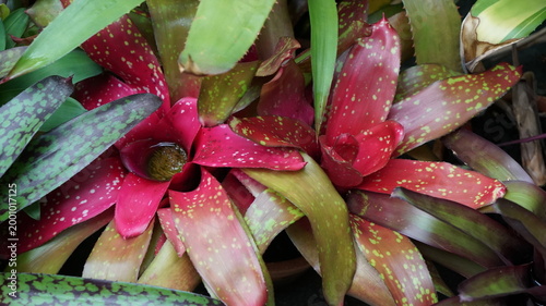 Fotografie red and green speckled neoregelia marmorata bromeliad plants in a tropical garde