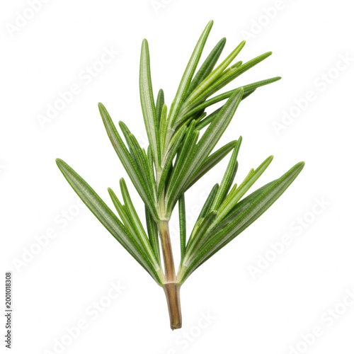 Fresh green rosemary sprig with small leaves