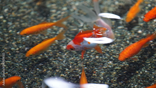 group of colorful goldfish swimming in a clear pond with pebble bottom