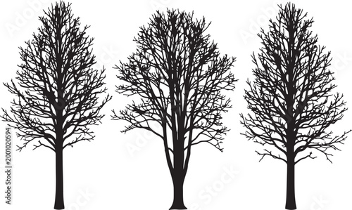 Three bare deciduous trees in silhouette, black on white background, winter branches also transparent background