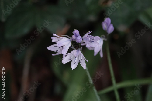 Flowers of a non-native bluebell, probably Hyacinthoides x massartiana, growing in the UK