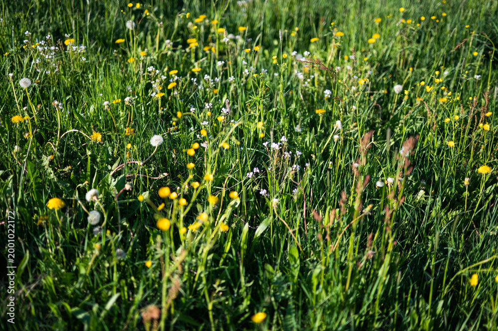 Obraz premium Vibrant Spring Wildflower Meadow with Dandelions and White Blossoms