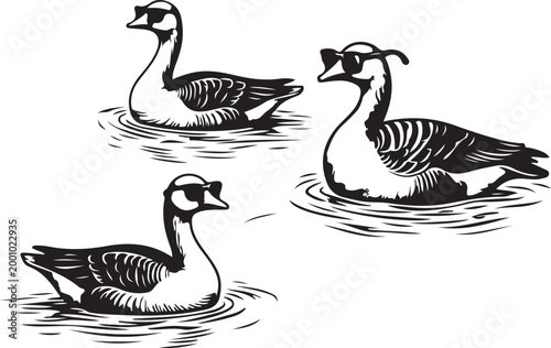 Three cool geese wearing sunglasses swimming in water transparent background vintage engraving style illustration, funny waterfowl art.