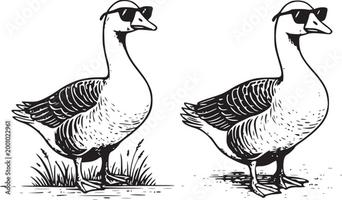 Two cool geese wearing sunglasses stand in grass and water on transparent background vintage engraving style illustration, unique animal art.