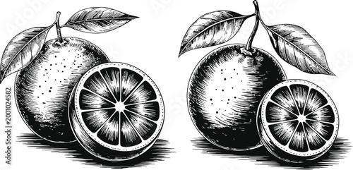 Oranges and orange slices in vintage style, citrus fruit illustration, healthy food.