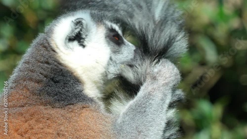 Ring-tailed lemur meticulously grooming its long black and white striped tail in a lush tropical forest habitat 120fps 4K Slow Motion Captured in Cinematic High-Detail Wildlife Clip