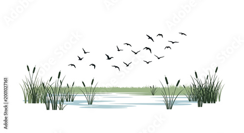 Birds flying over wetland with reeds vector illustration