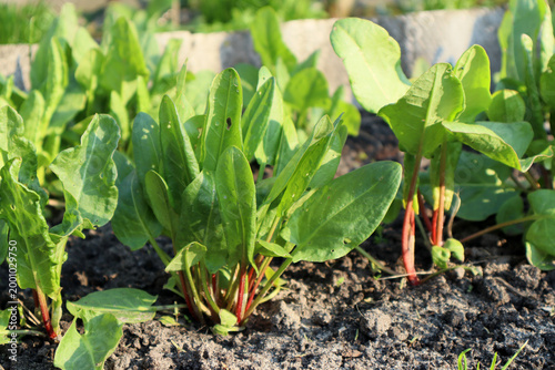 Tablou pe pânză A bed of sorrel in a garden plot.