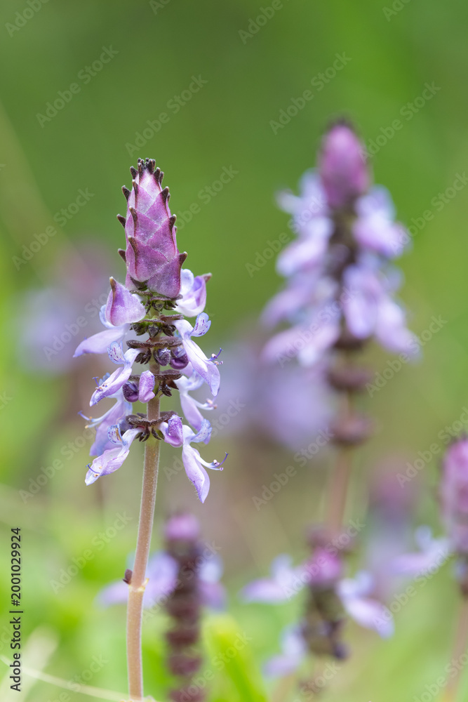 Obraz premium Lobster bush (plectranthus neochilus) flowers in bloom