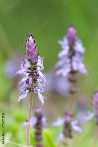 Lobster bush (plectranthus neochilus) flowers in bloom
