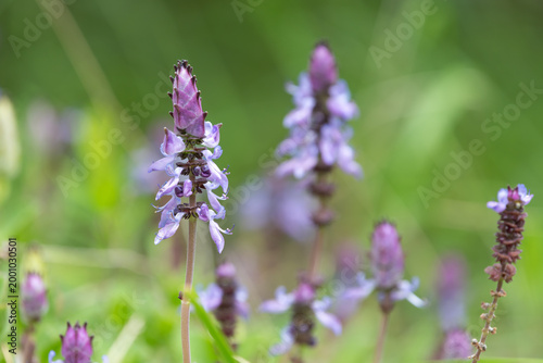 Lobster bush (plectranthus neochilus) flowers in bloom