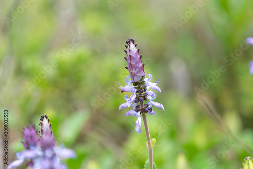 Lobster bush (plectranthus neochilus) flowers in bloom