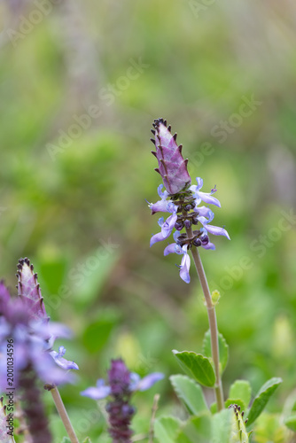 Lobster bush (plectranthus neochilus) flowers in bloom