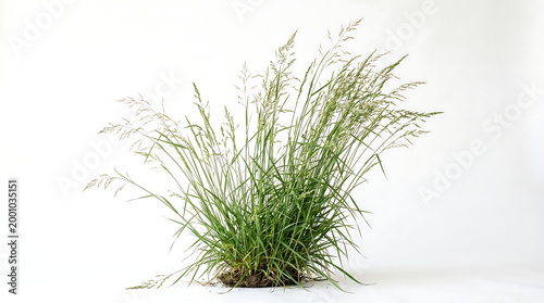 Green Tall Grass Plant Isolated on White Background