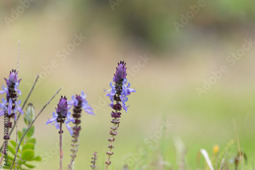 Lobster bush (plectranthus neochilus) flowers in bloom