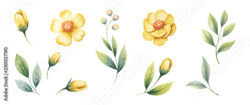 Watercolor yellow flower branch collection with blooming petals and leaves isolated on white background.