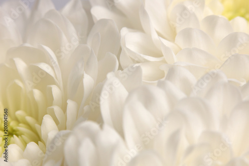 Smoke Close-up selective soft focus cream white beige, yellow chrysanthemums; aster; Flower bud pestle; stamen Petals. Natural macro blur background