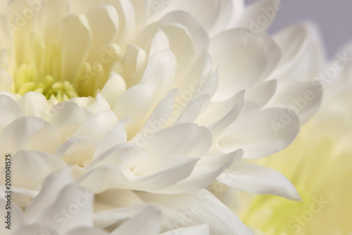 Smoke Close-up selective soft focus cream white beige, yellow chrysanthemums, aster; Flower bud pestle; stamen Petals. Natural macro blur background