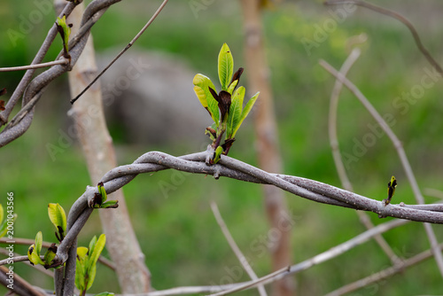 New Green Shoots Growing on Twisted Woody Vine