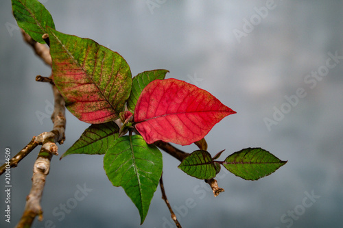 Close Up of Colorful Poinsettia Plant with Red and Green Leaves, Christmas Star Foliage, winter promotions