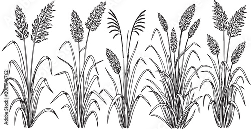 Detailed hand-drawn illustration of natural ornamental grass plants with feathery plumes, providing a versatile botanical element for serene designs on white.