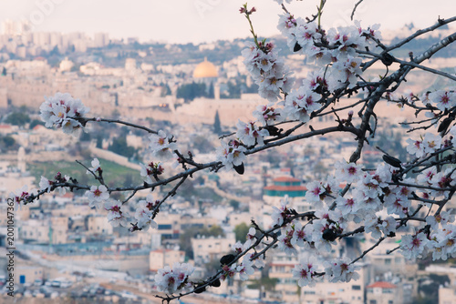 Jerusalem, Israel - Blooming almond trees with Dome of the Rock view