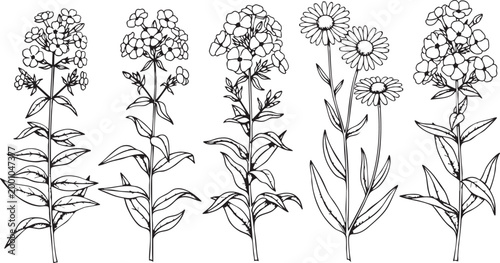 Botanical flowers illustration set featuring detailed hand drawn phlox and daisy plants isolated on a white background for creative design projects and graphic prints