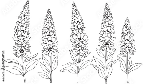 Flower sketch illustration featuring five botanical spike inflorescences in a simple black and white line art style isolated on a plain white background design element