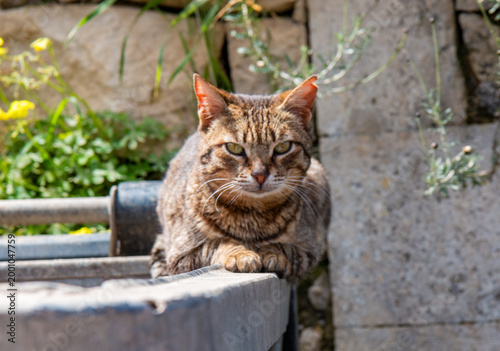 Schilderij op canvas Greek relaxed tabby cat resting on stone ledge in rustic garden