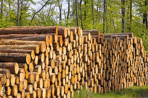 Stacked timber logs forest clearing wood industry