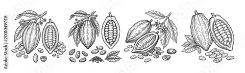 Hand drawn cacao pods and cocoa beans botanical engraving set with leaves, sliced fruit, seed details, and vintage chocolate ingredient line art