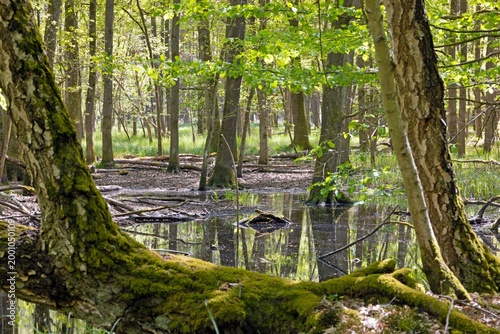 Flooded wetland forest in Moenchbruch nature reserve Germany