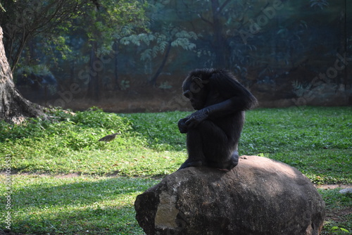 Canvas Print Chimpanzee (Pan troglodytes, Common chimpanzee, Robust chimpanzee) in the Dehiwala Zoo (National Zoological Gardens of Sri Lanka, Dehiwala Zoological Gardens), Dehiwala, Sri Lanka