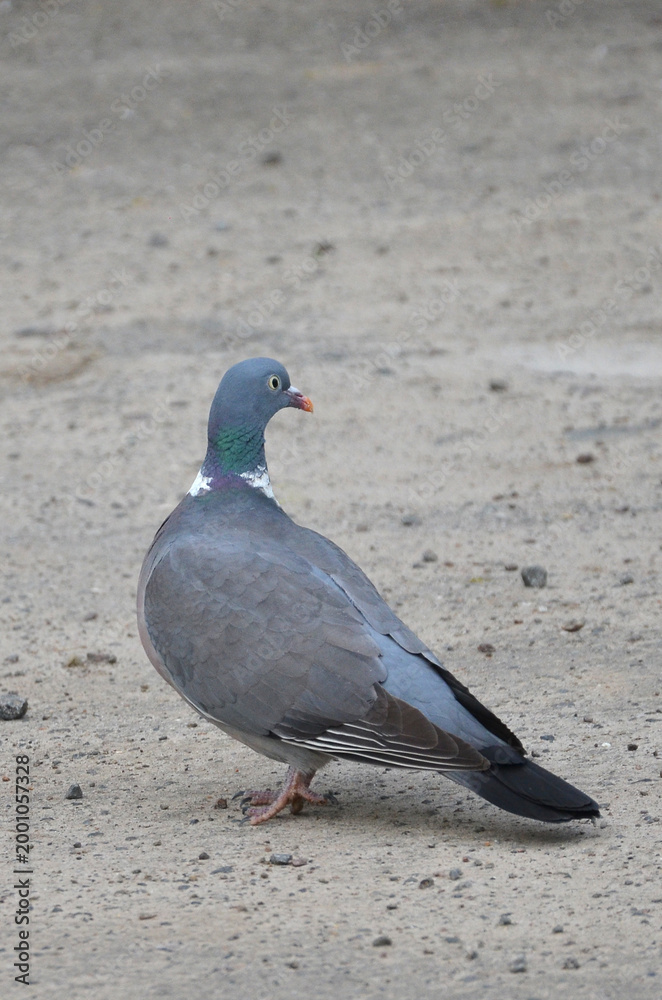 Fototapeta premium Common wood pigeon (Columba palumbus) standing on the ground.City birds, wild pigeon,fauna,wildlife protection.
