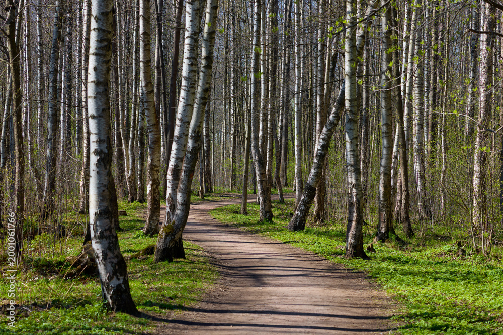 Obraz premium a path through a birch thicket in a spring park at sunset, fresh foliage, white tree trunks