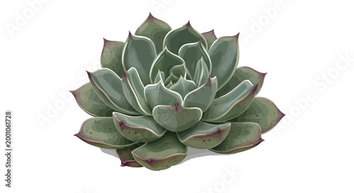 A beautiful close up of a green succulent plant with purple tipped leaves